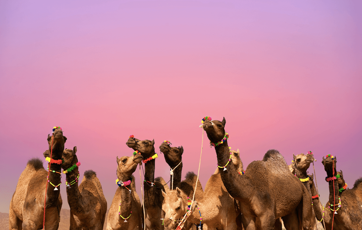 Camels at the Pushkar Fair in Rajasthan, India