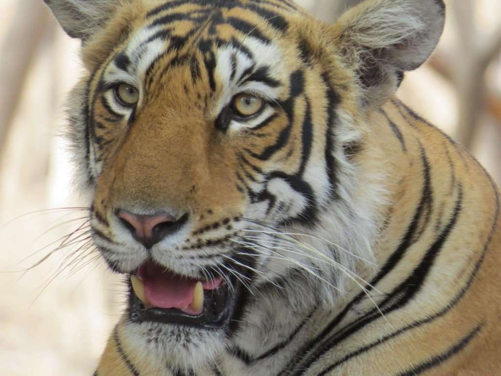 Tiger safari Ranthambhore National Park