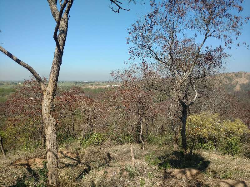 Oberoi Sukhvilas nature trail