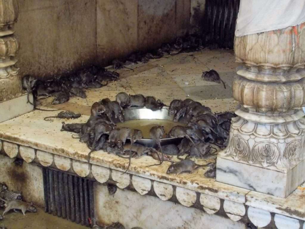 Karni Mata Temple Bikaner