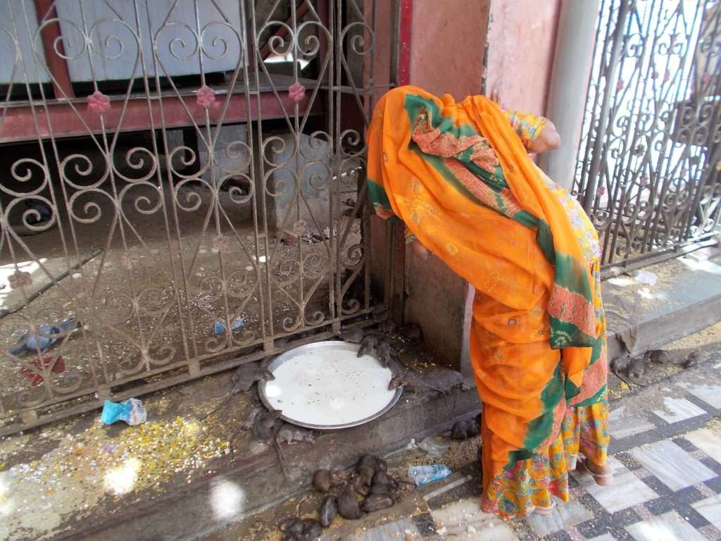 Karni Mata Temple lady praying Bikaner