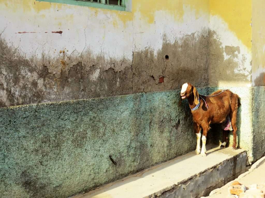Malji ka Kamra Churu Rajasthan