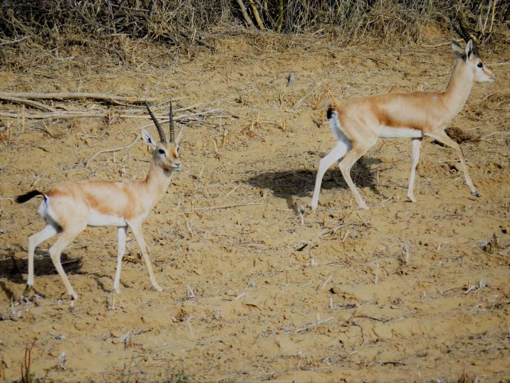Chinkara Indian Gazelle Churu Rajasthan