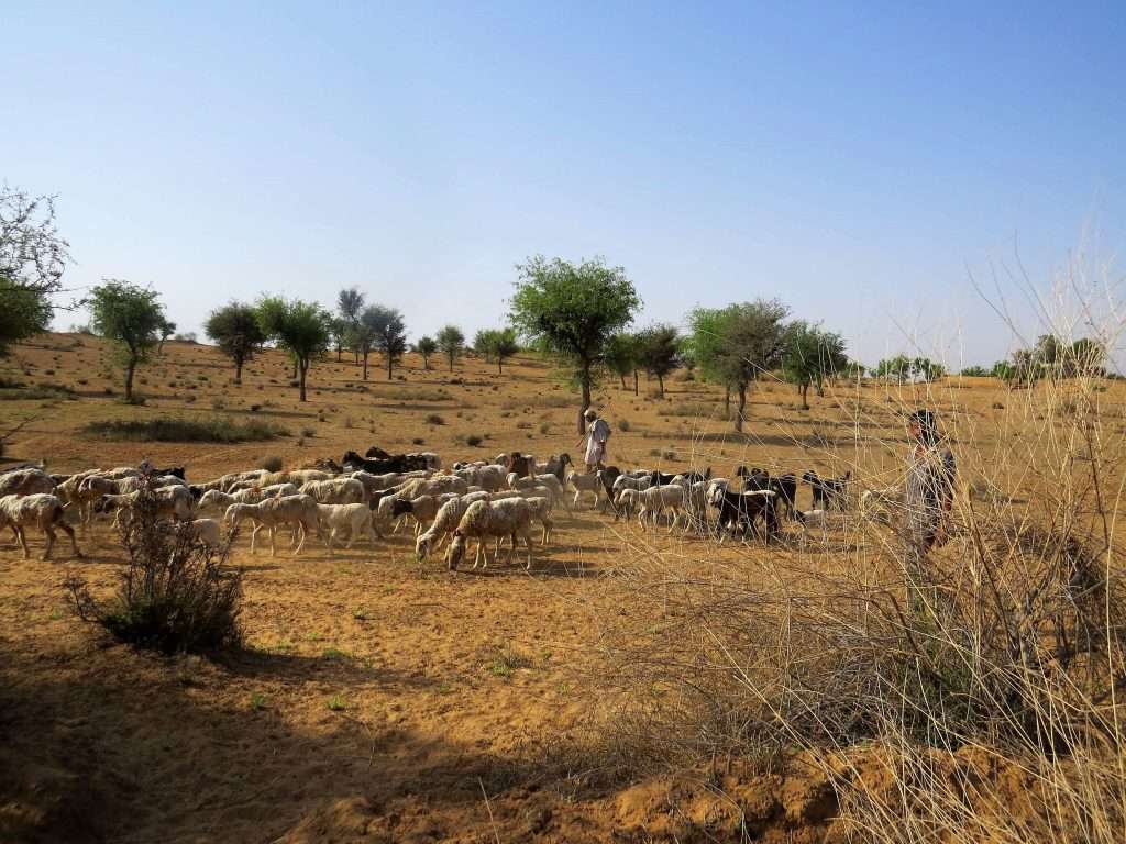 Shepherd in desert in Rajasthan