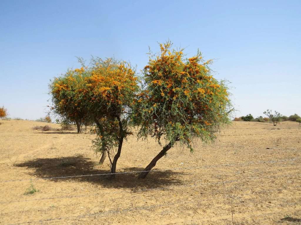 Roheda tree Rajasthan India