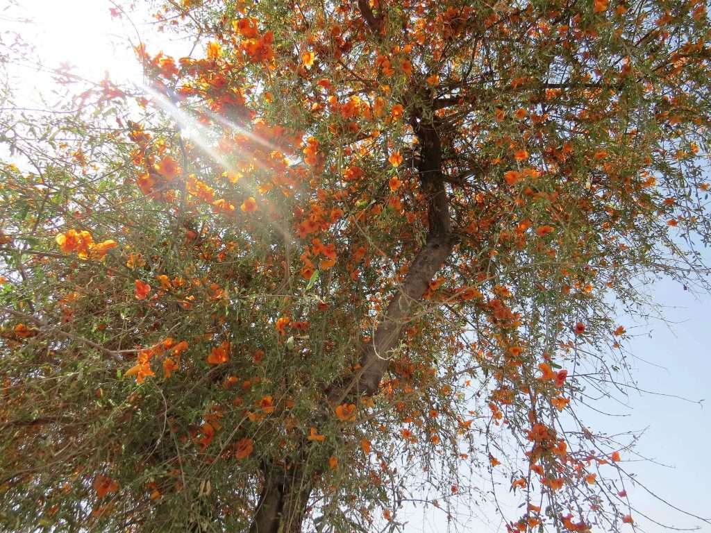 Roheda Tree Rajasthan