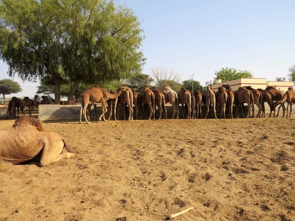 Camel farm Bikaner
