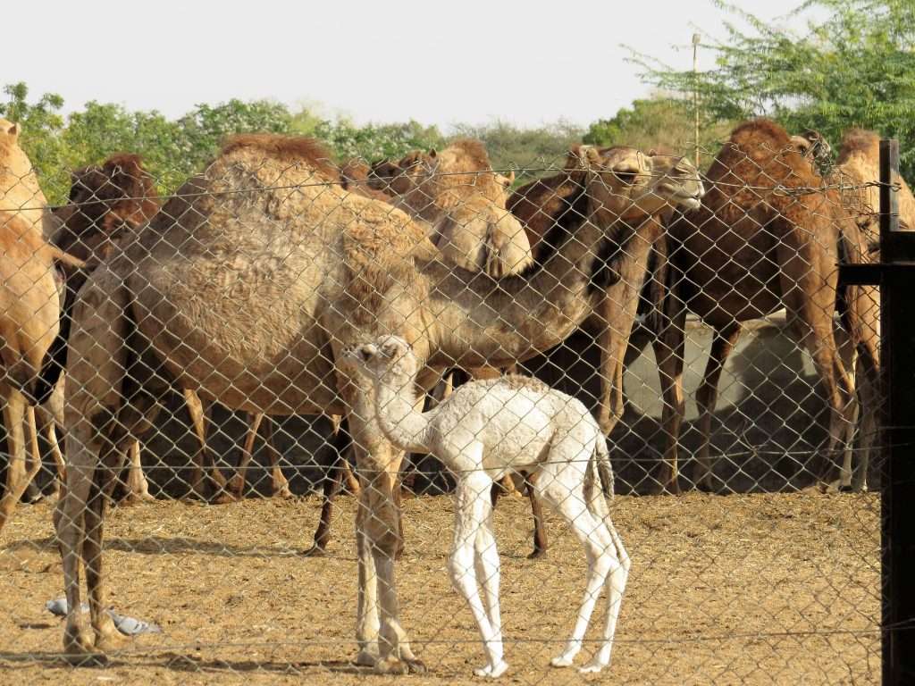 Baby camel Bikaner Rajasthan