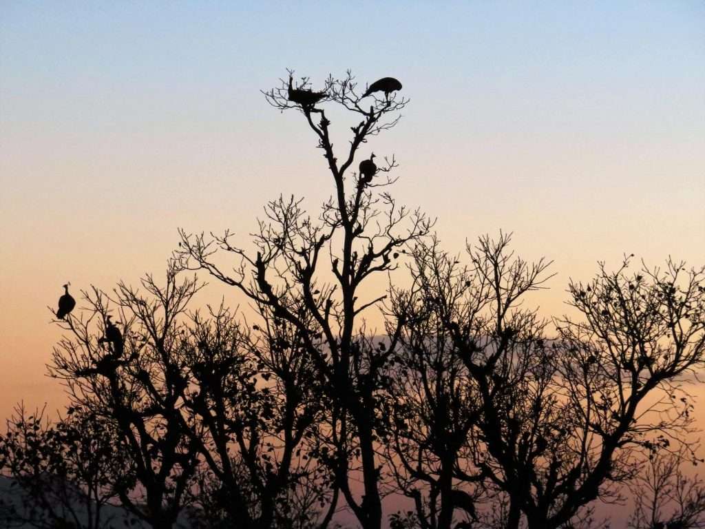 Lakshman Sagar peacocks Rajasthan