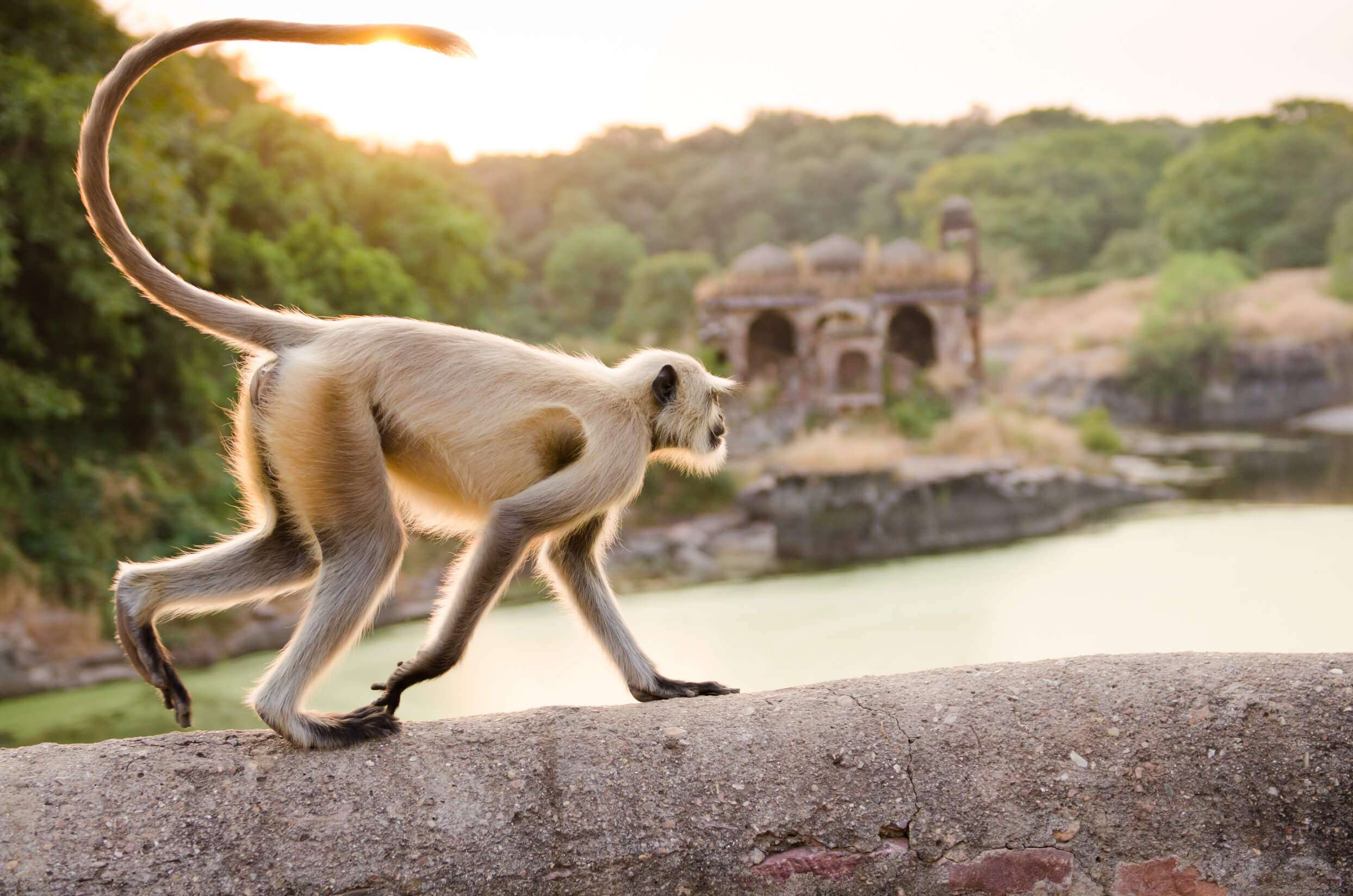 Langur in Ranthambhore National Park