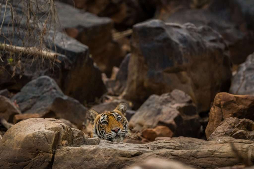 Best time to spot tigers in Rajasthan