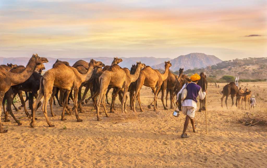 Best festivals in Rajasthan Pushkar Camel Fair