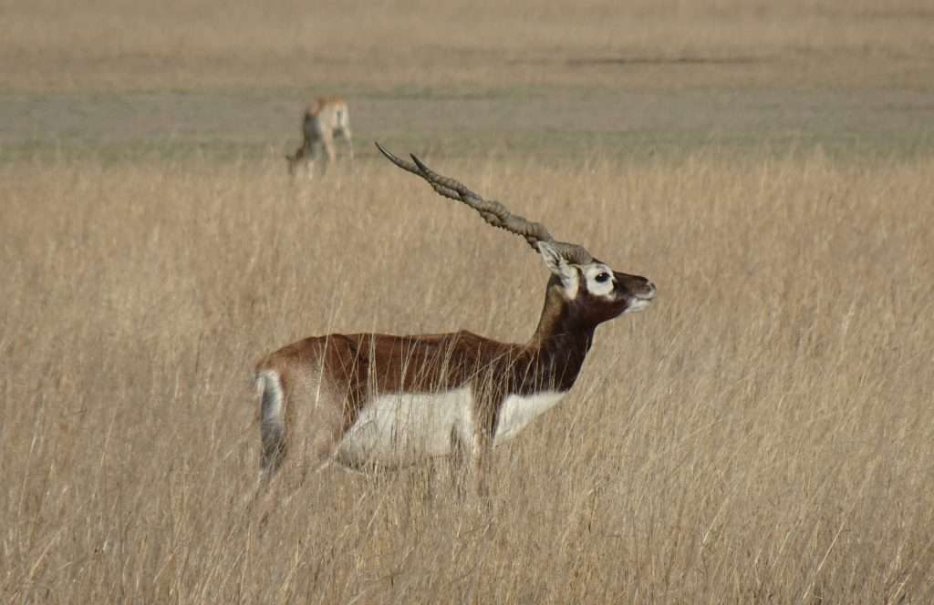 Blackbuck in Ranthambhore