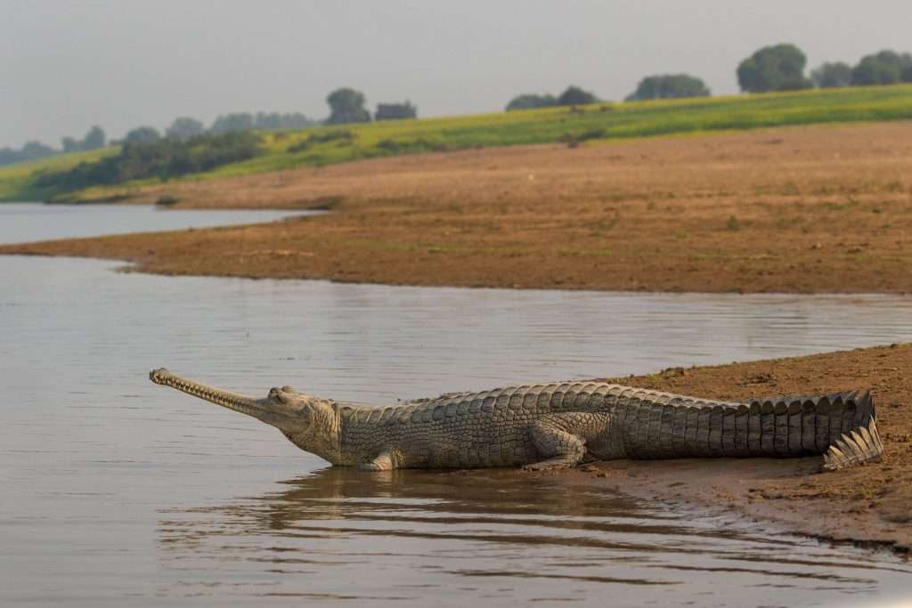 Gharial crocodile at Chambal River, Ranthambhore