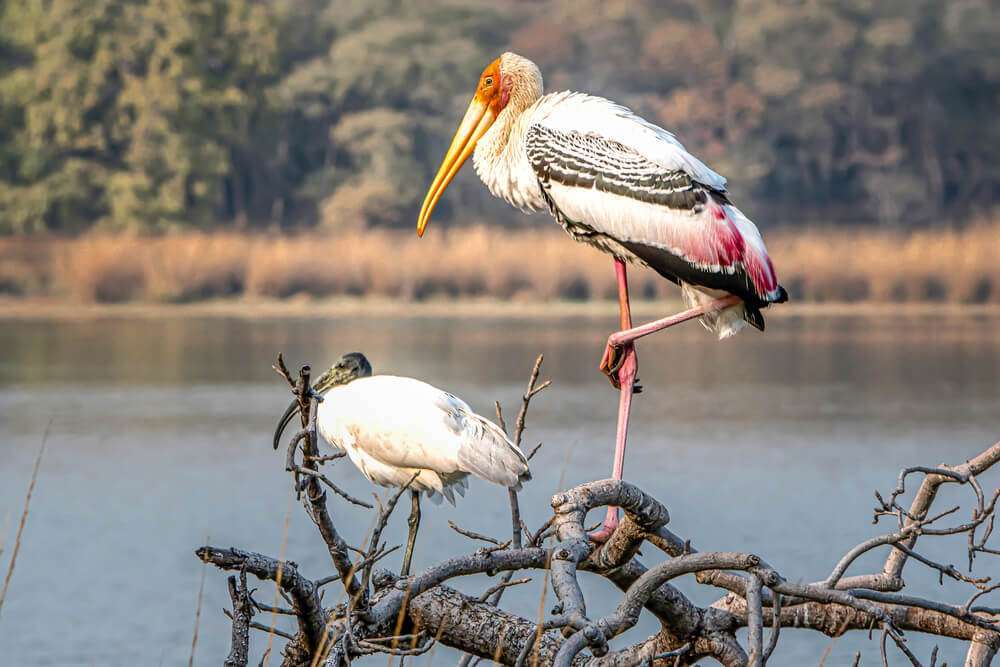Painted stork at Surwal Lake, Ranthambhore